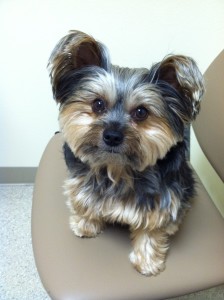 promo is a small terrier mix with brown and gray hair and large fluffy ears and in this pic he is sitting on a tan chair and looking at the camera