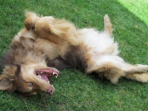 472676_344684068929289_160293900701641_949415_293306993_o-300x225 | FOX 28 Spokane