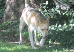 TRAINING ALONE – Low & High Tech Solutions