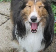 IS YOUR DOG A THIEF?