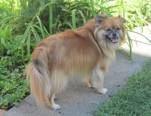 HarryInBackYard-300x230 | FOX 28 Spokane