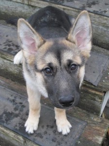 KonaOnBackSteps-225x300 | FOX 28 Spokane