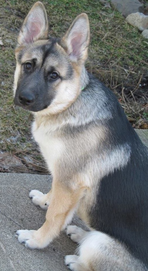 KonaSitsInYard | FOX 28 Spokane KonaSitsInYard