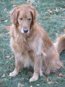 MaddieLooksDownSitting-225x300 | FOX 28 Spokane