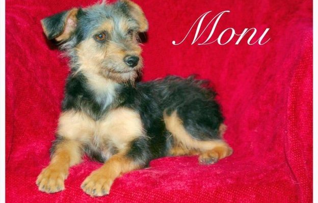 MoniDog-624x465 | FOX 28 Spokane