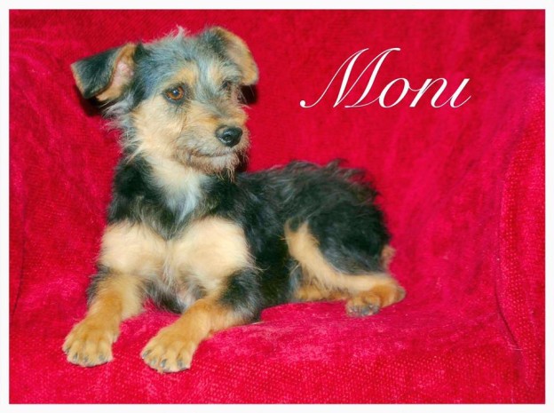 MoniDog-624x465 | FOX 28 Spokane MoniDog-624x465