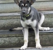 What Can I Teach My Dog On A Walk?