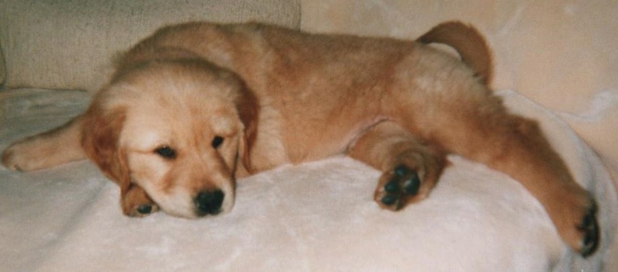 PuppyWinston | FOX 28 Spokane PuppyWinston