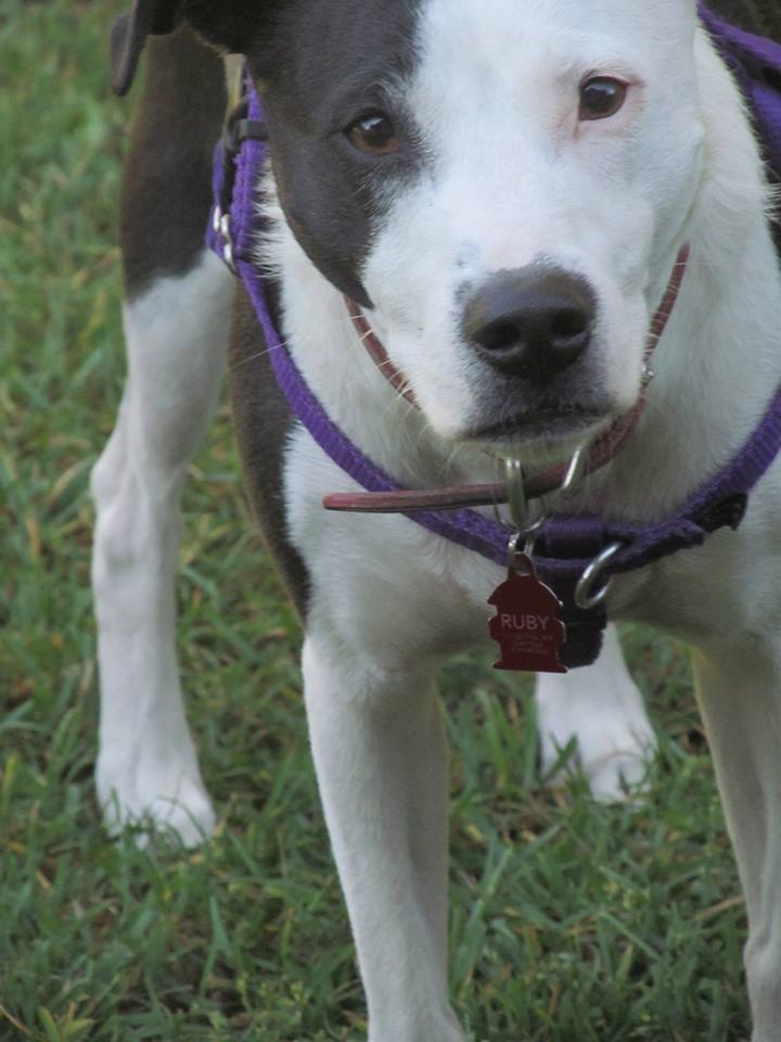 Can I Cross The Border With My Dog