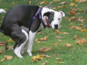 RubyPoops-300x225 | FOX 28 Spokane