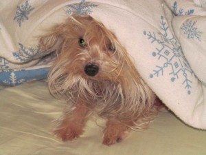 TeaselUnderCovers-300x225 | FOX 28 Spokane