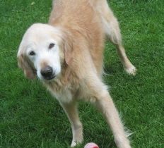 TEACHING YOUR DOG TO TRADE