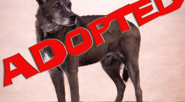 bunny adopted | FOX 28 Spokane