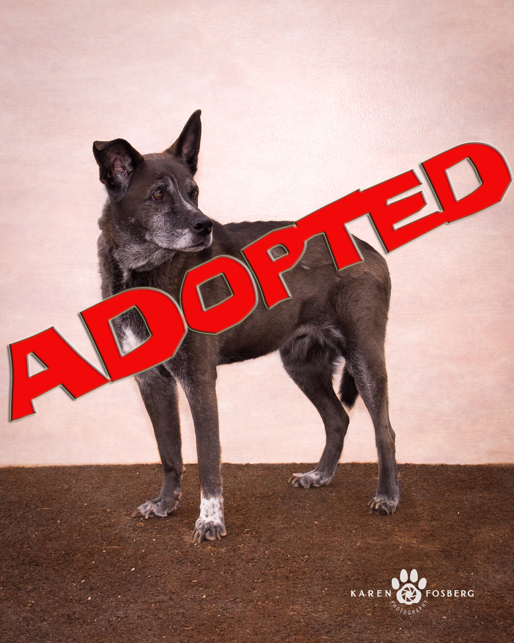 bunny adopted | FOX 28 Spokane bunny adopted