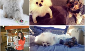 Promo and Claire Adopted a New Family Member!