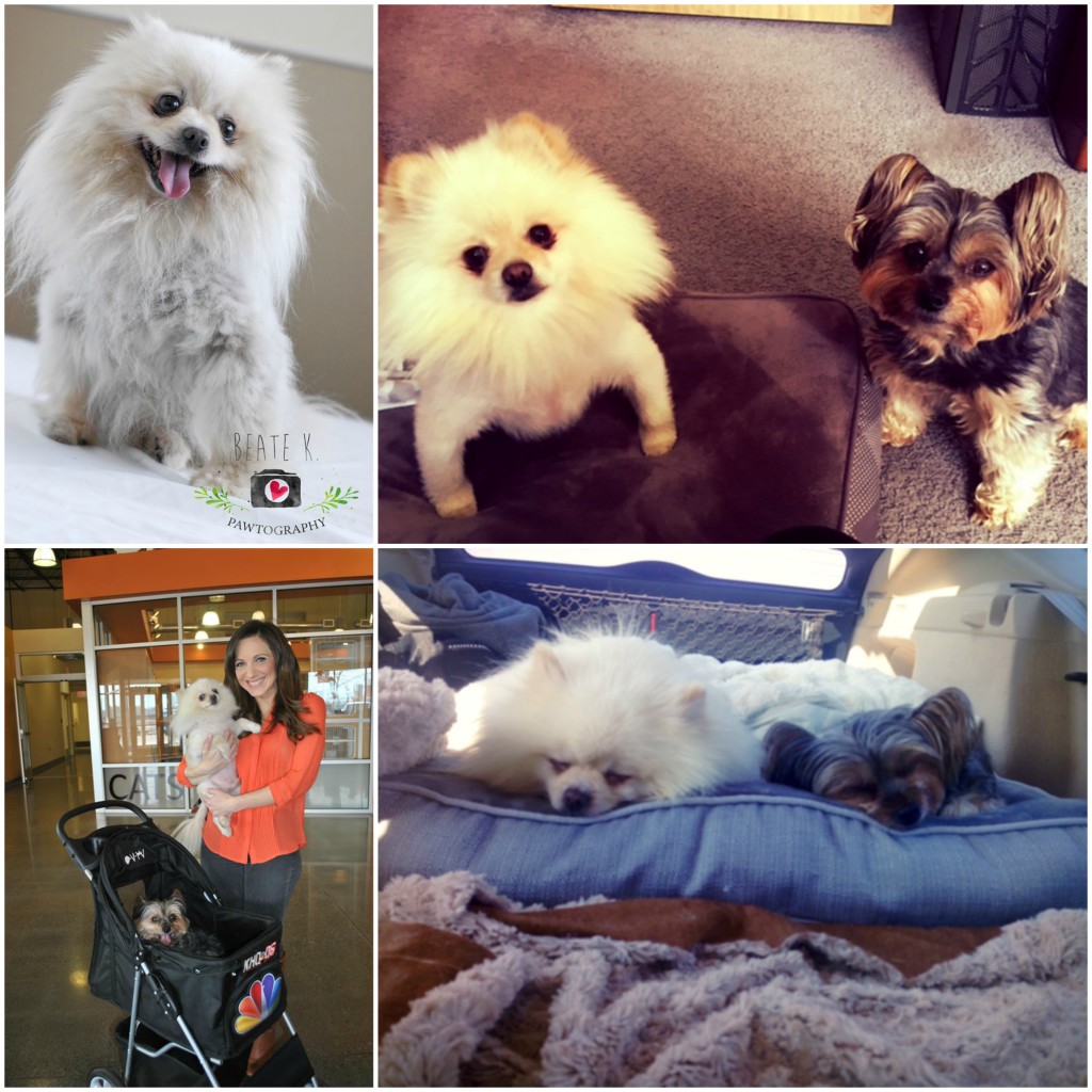 claireadoptsstatic-1024x1024 | FOX 28 Spokane claireadoptsstatic-1024x1024