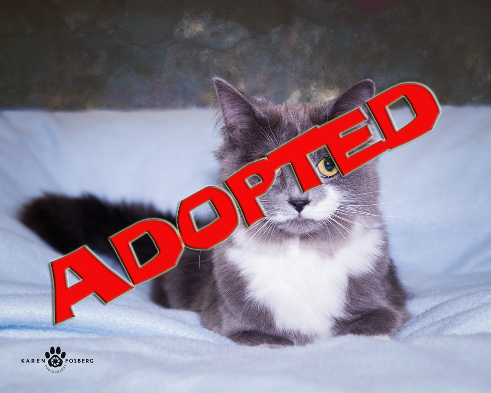 clover adopted | FOX 28 Spokane clover adopted