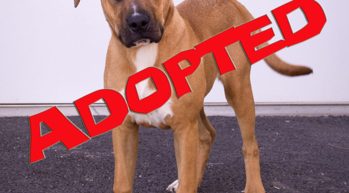 dolly adopted | FOX 28 Spokane