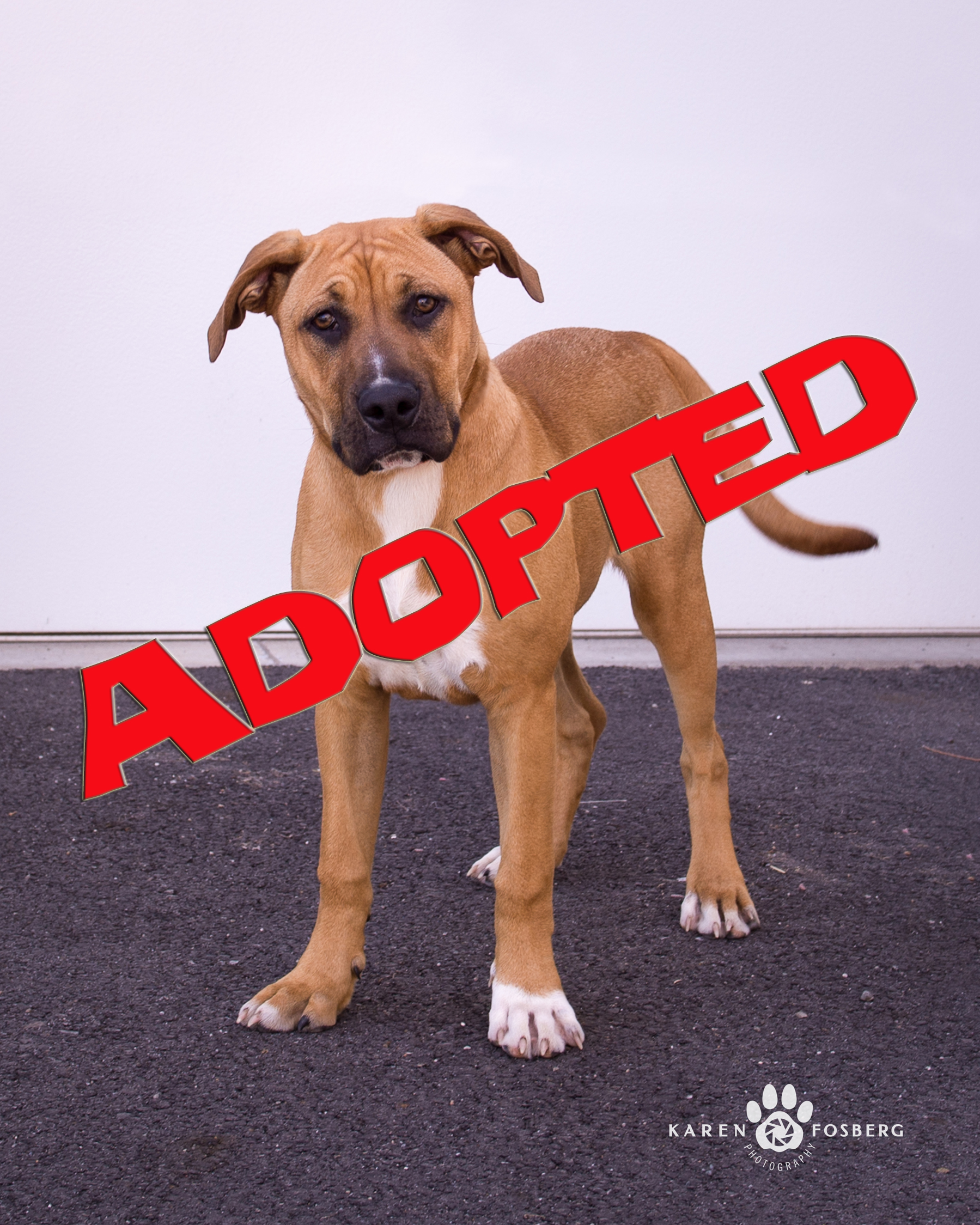 dolly adopted | FOX 28 Spokane