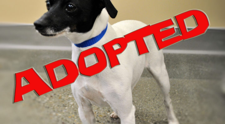 dominoadopted | FOX 28 Spokane