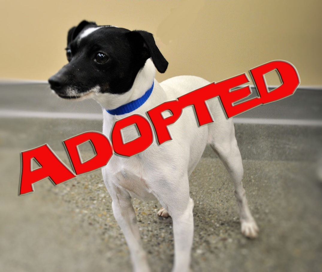 dominoadopted | FOX 28 Spokane