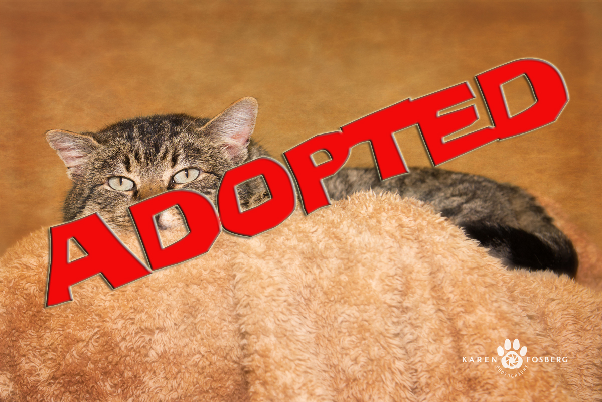 rustyadopted | FOX 28 Spokane rustyadopted