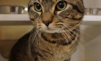 sunday 1940b | FOX 28 Spokane sunday 1940b