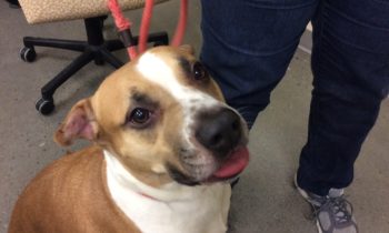 Get Involved with Adopt-a-Shelter Dog Month!