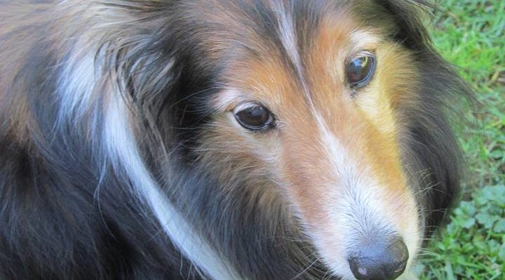 GracieRoseHeadTurned | FOX 28 Spokane