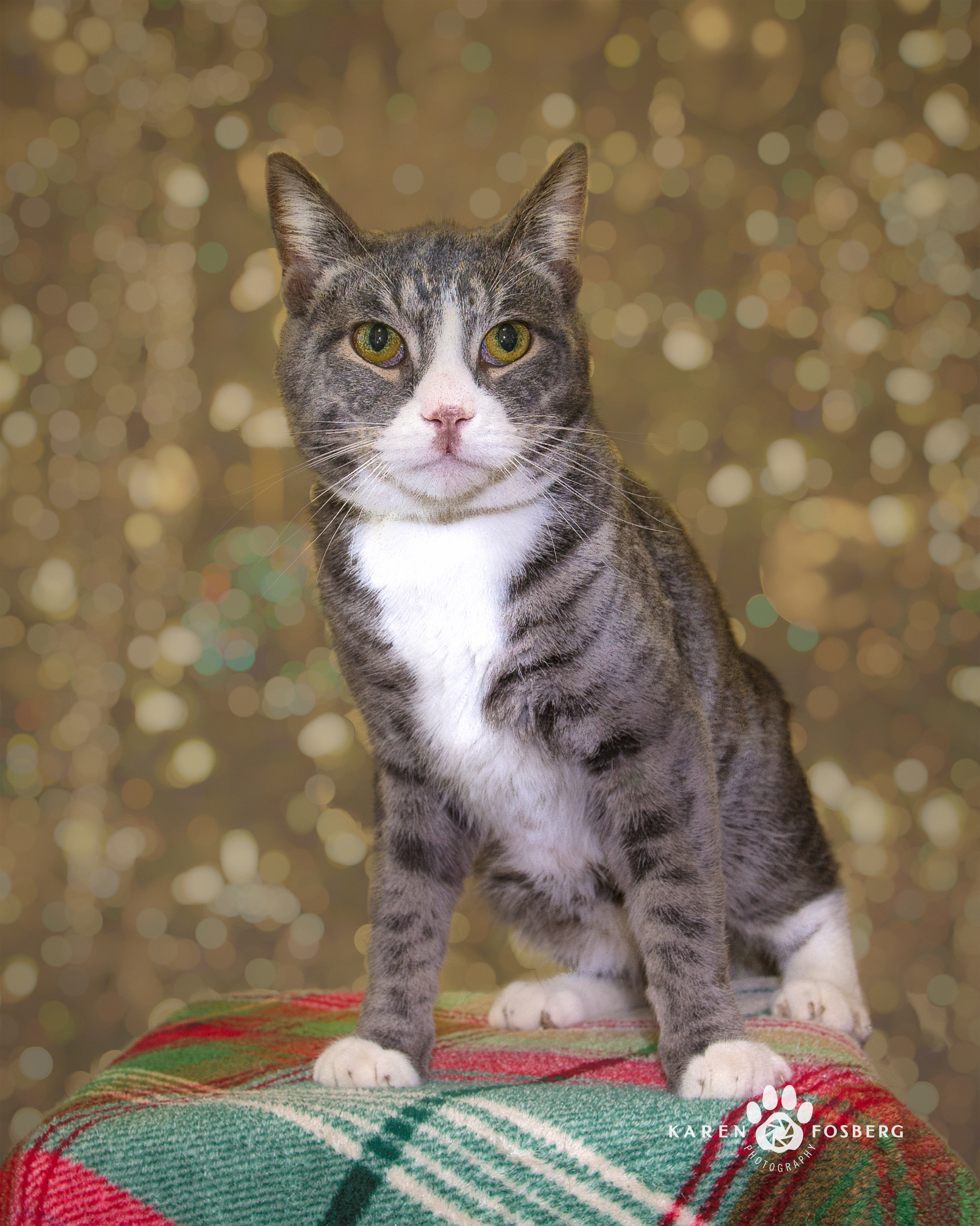 Pet of the Week Bumble 09412-TV