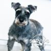 7 Things to Know About Schnauzers