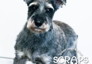 7 Things to Know About Schnauzers