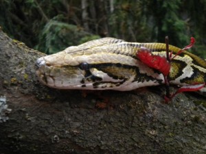 monty1-300x225 | FOX 28 Spokane