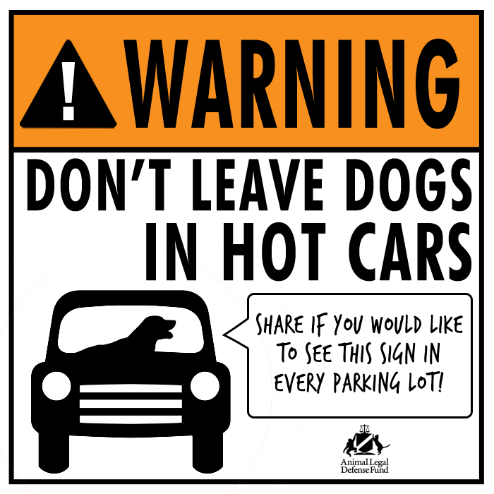 dog-hot-car-square