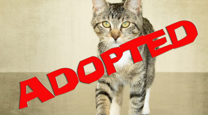 juno adopted | FOX 28 Spokane