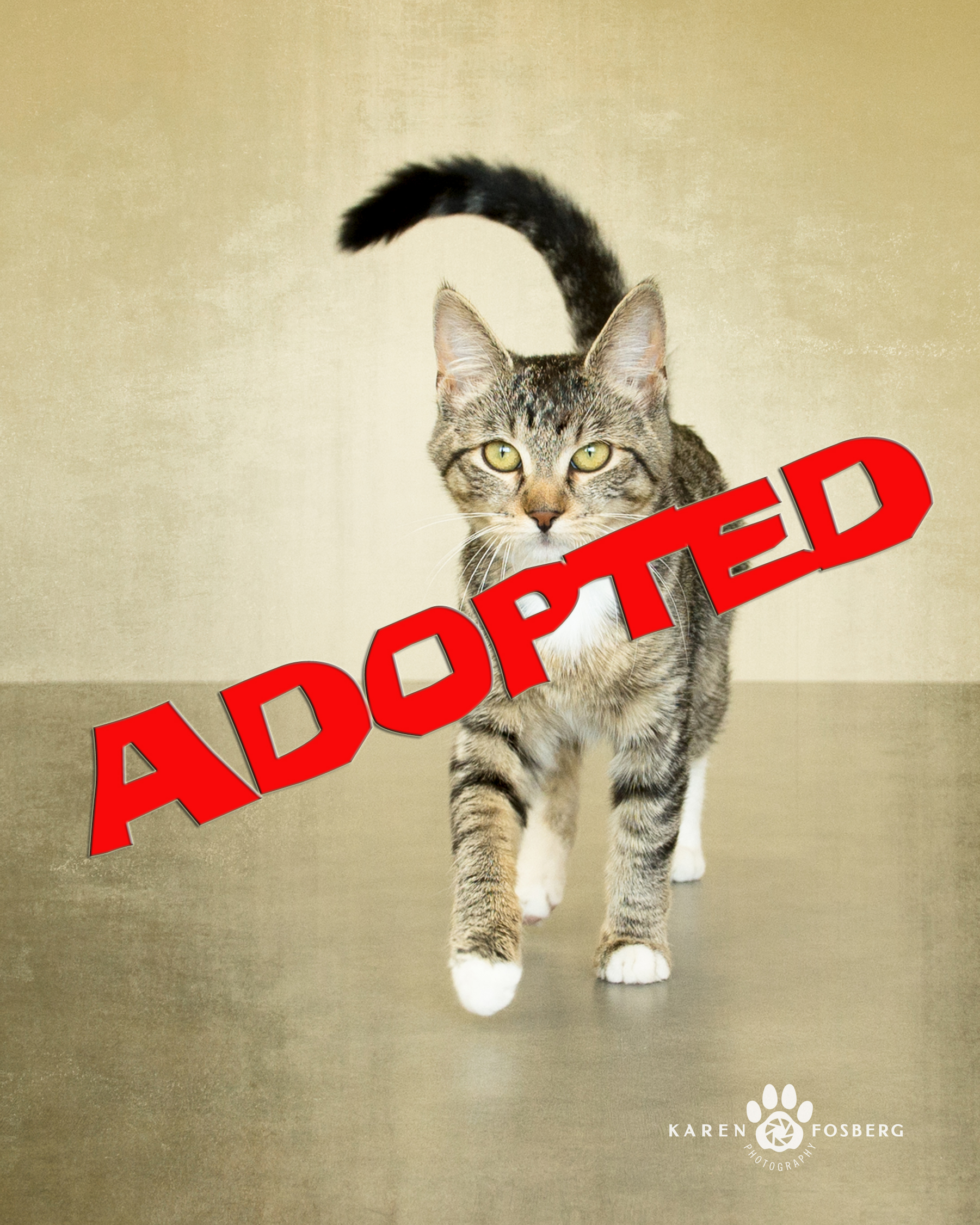 juno adopted | FOX 28 Spokane