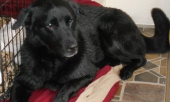 raven owner training