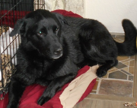 raven owner training | FOX 28 Spokane