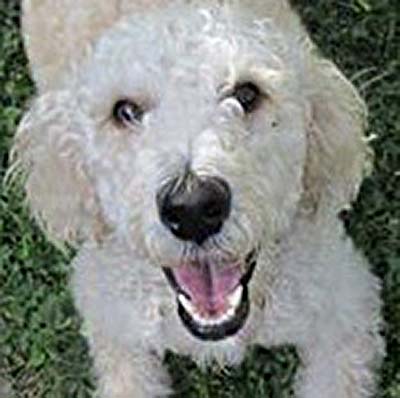 GracieOnGrass | FOX 28 Spokane