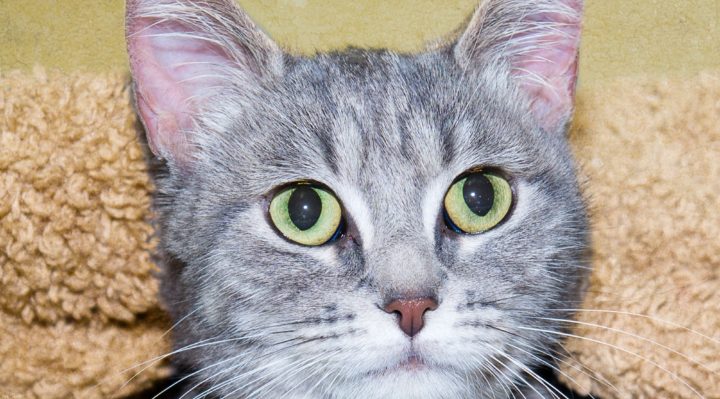 Pet of the Week Ruger 04472-TV fb | FOX 28 Spokane