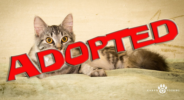 pikachu-adopted | FOX 28 Spokane