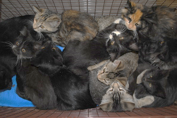 30kittens-4 | FOX 28 Spokane