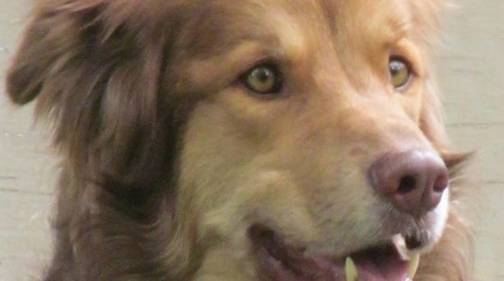 smudgeeyeswide | FOX 28 Spokane