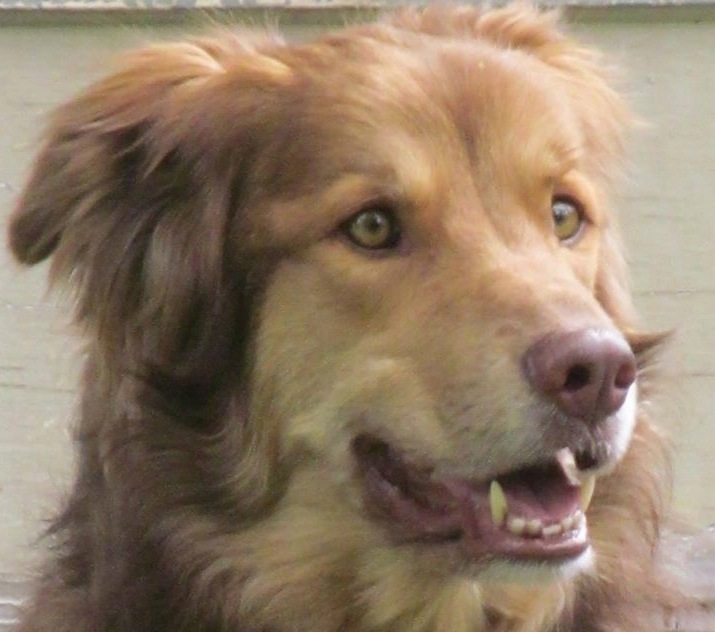 smudgeeyeswide | FOX 28 Spokane smudgeeyeswide