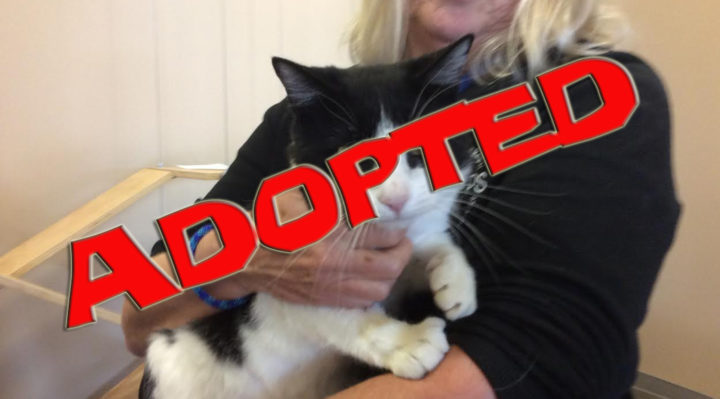 lucario-adopted | FOX 28 Spokane