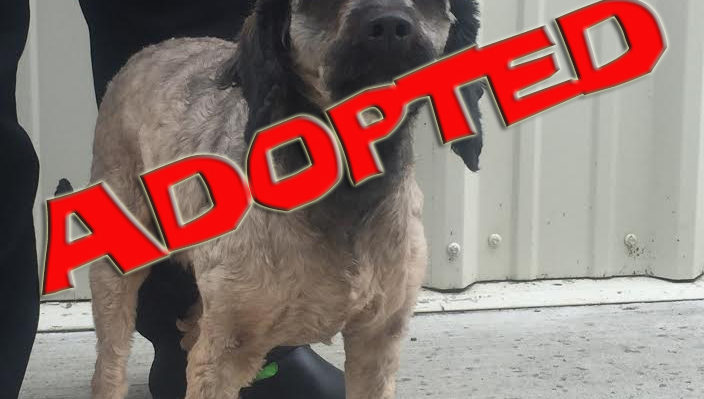 oscar-adopted | FOX 28 Spokane