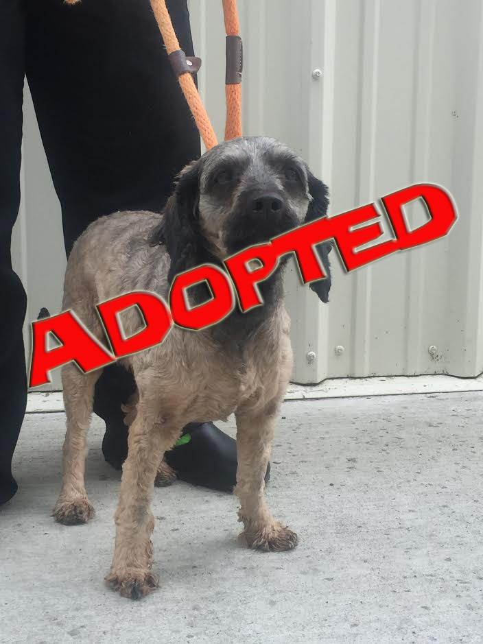 oscar-adopted | FOX 28 Spokane