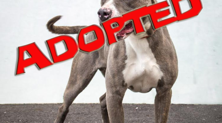 smokey-5925-adopted | FOX 28 Spokane