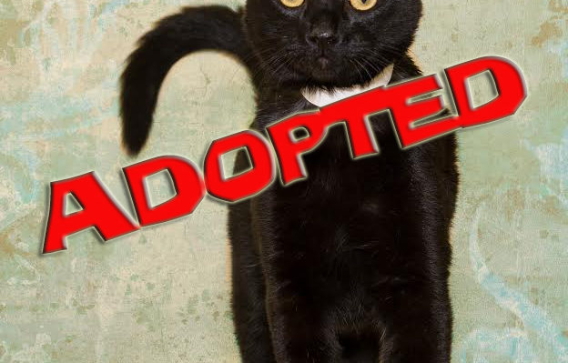 shadow-adopted | FOX 28 Spokane