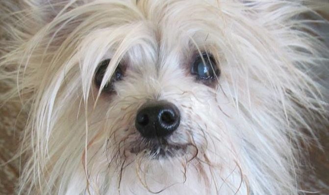 teaselfaceflyawayfur | FOX 28 Spokane